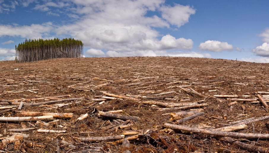 к чему приводит вырубка лесов