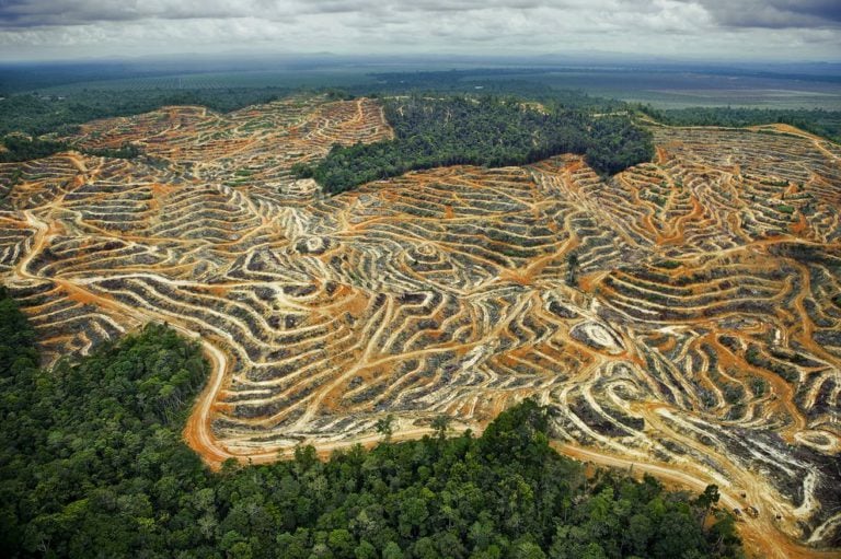 Вырубка лесов как экологическая проблема. Последствия, к которым приводит вырубка лесов, и пути ее решения