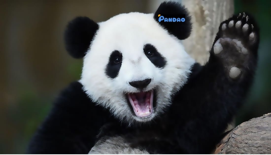 Group запустила маркетплейс Pandao - интернет-магазин товаров из Китая, конкурента AliExpress