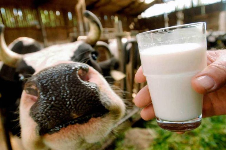Стоимость молочных продуктов может увеличиться на 10 процентов