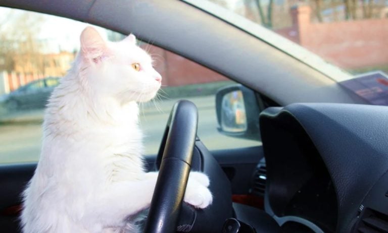 Белый кот Гурмэ покажет водителям дорогу в «Яндекс.Навигаторе»